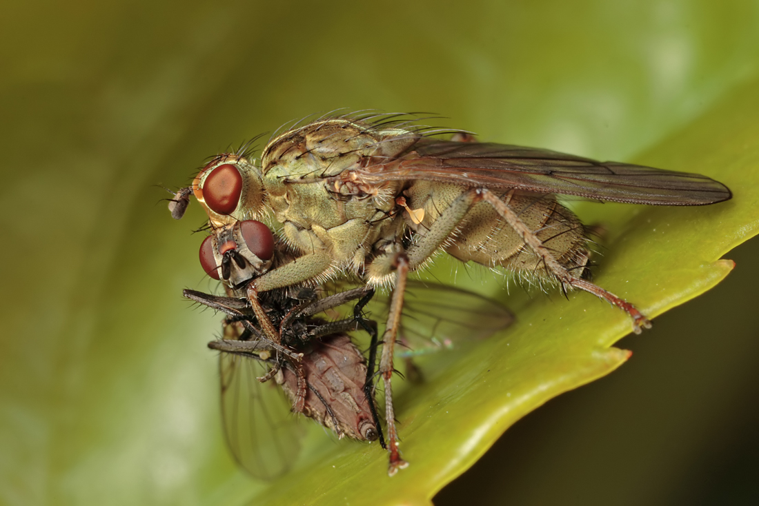 Dung Fly with Prey 1